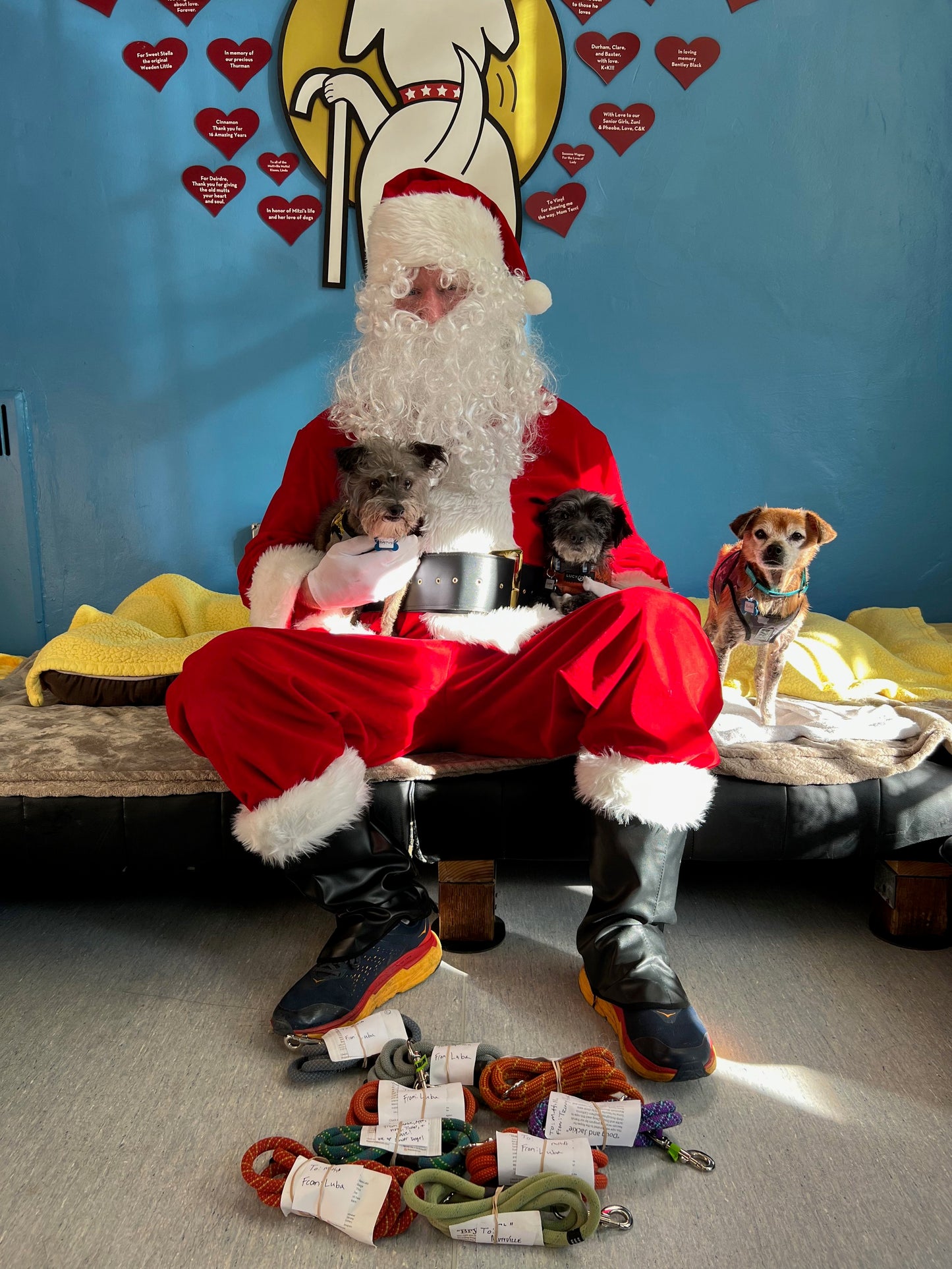 Sponsor a leash for Tri-County Animal Rescue of Boca Raton