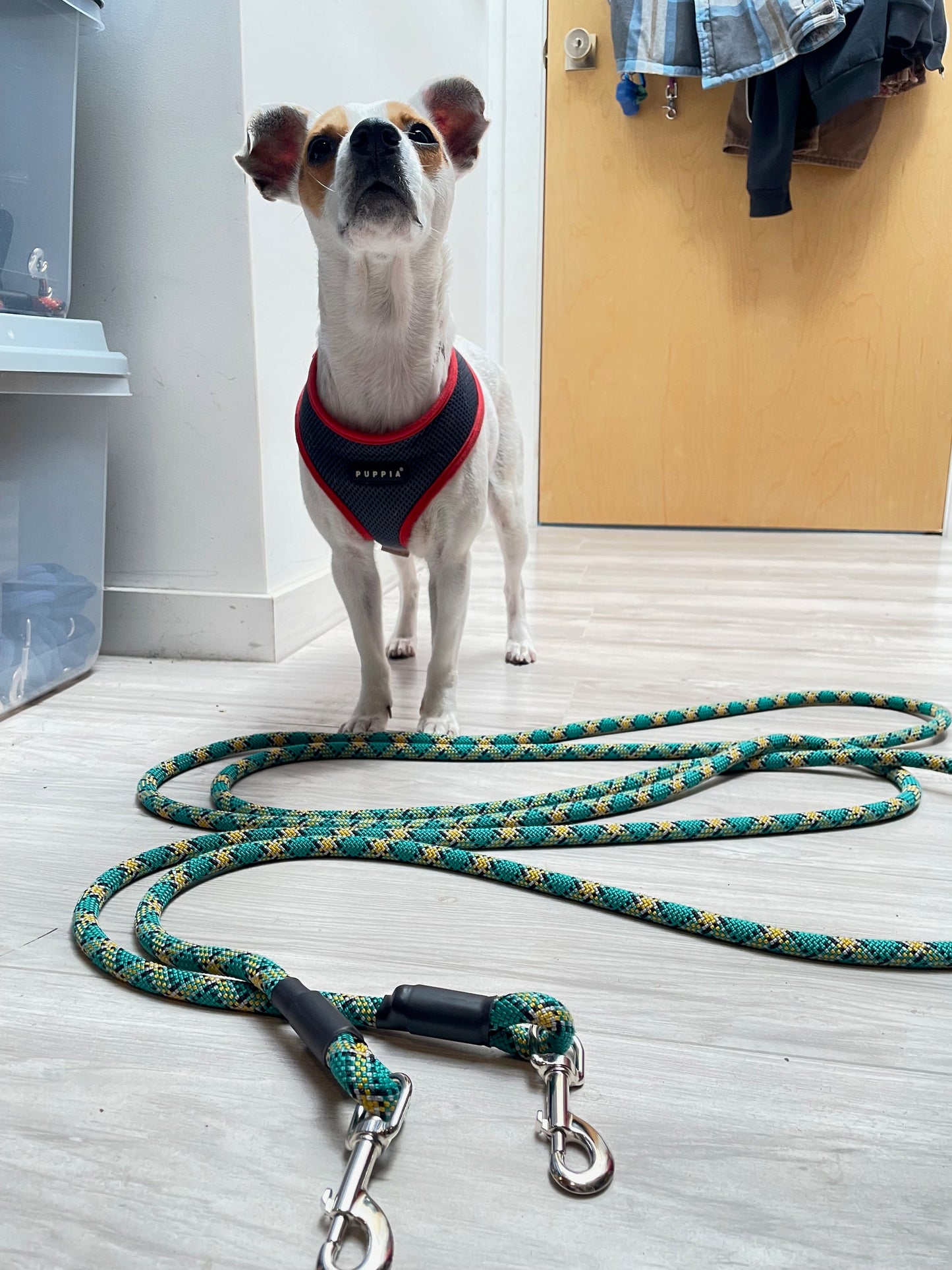 Sponsor a leash for Front Street Animal Shelter
