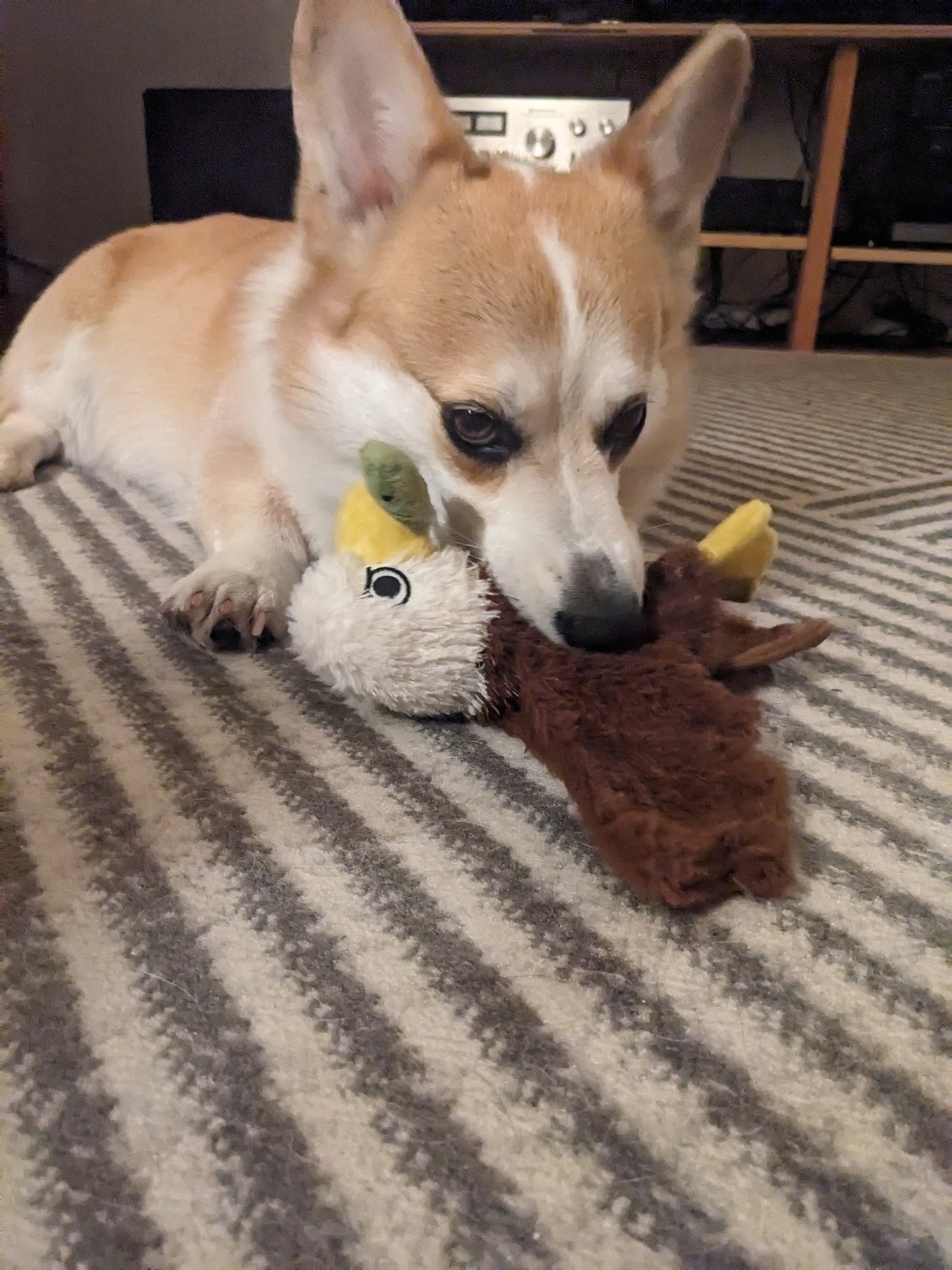 “Dan B. and Sligo the Corgi”